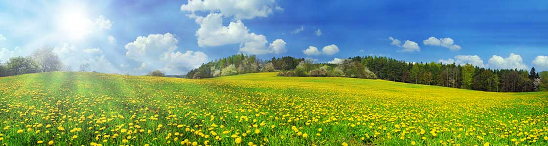 Colorful Meadow