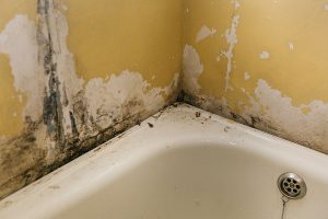 The old wall in the bathroom is covered with mold