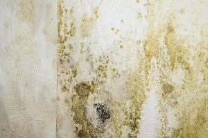 Mod Vs. Mildew Testing