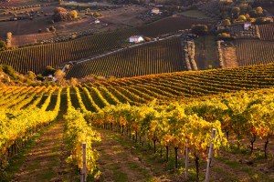 Winery Agriculture Testing