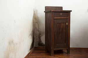 Black Mold Testing