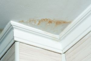 Most Common Types Of Household Mold
