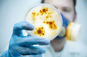 Microorganism Bacteria Testing