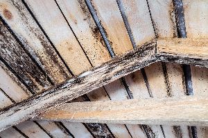 You Might Have Mold In Your Crawl Space 1 Mold growing In Crawl Space