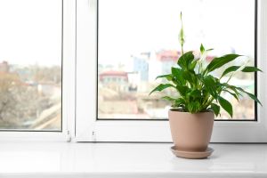 8 Plants That Can Clean Your Air