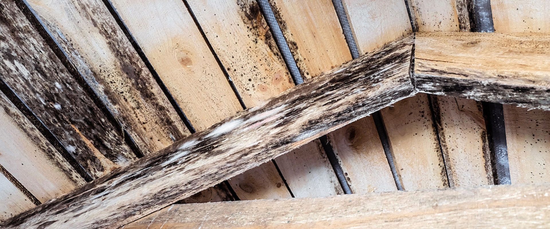 Wood mold due to humidity